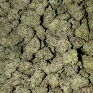 Blue Nerdz - Indica