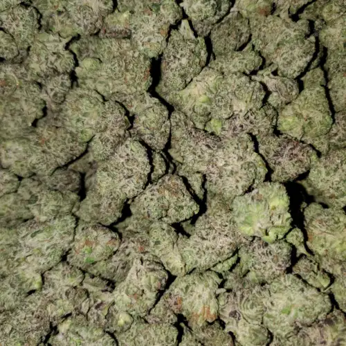 Blue Nerdz - Indica